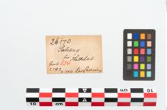 Etikett zu Bernsteinringperle (NHMW-PRAE-026170)